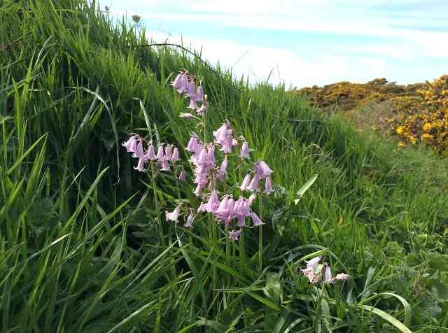 Pink Bluebells (!) seen in Jersey.